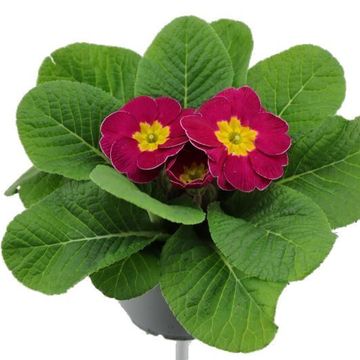 Primula 'Cairo Rose'