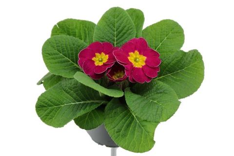 Primula 'Cairo Rose'