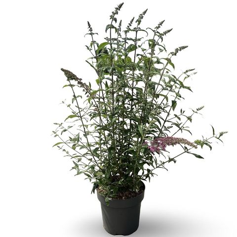 Buddleja davidii 'Pink Delight'