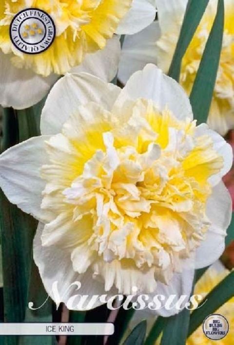 Narcissus 'Ice King'