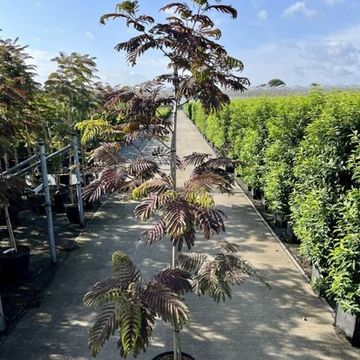 Albizia julibrissin 'Summer Chocolate'