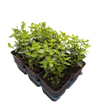 Euonymus fortunei radicans