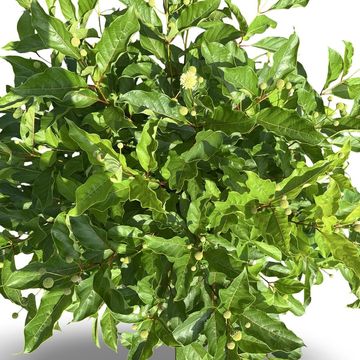 Cephalanthus occidentalis