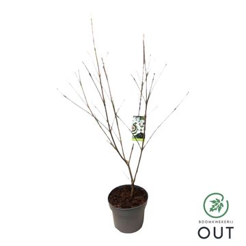 Cornus kousa 'China Girl'