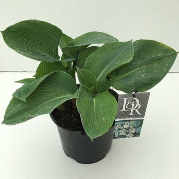 Hosta 'Elegans'