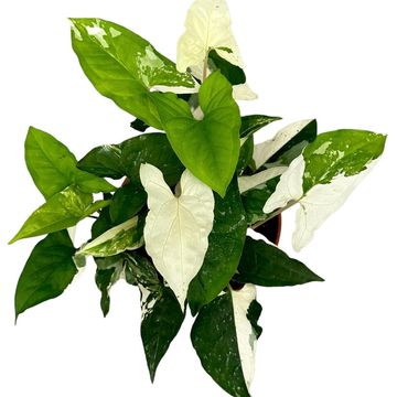 Syngonium podophyllum 'Albo Variegatum'