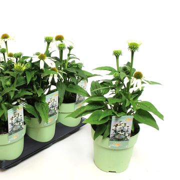 Echinacea SOMBRERO COMPACT WHITE
