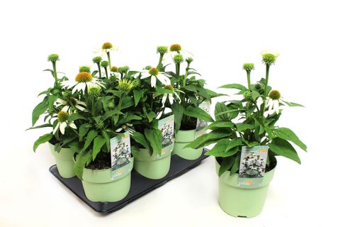 Echinacea SOMBRERO COMPACT WHITE