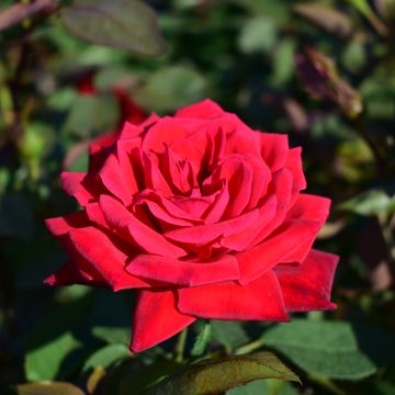 Rosa 'Ruby Wedding'