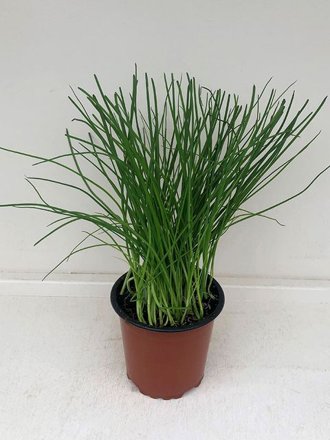 Allium schoenoprasum — Plant Wholesale FlorAccess