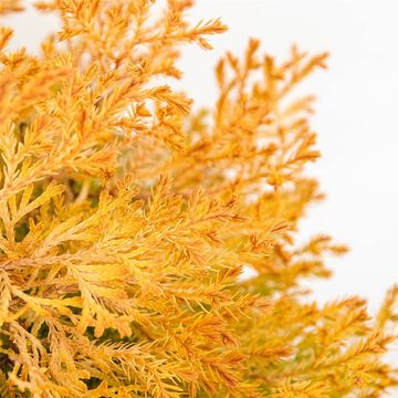 Thuja occidentalis 'Rheingold'
