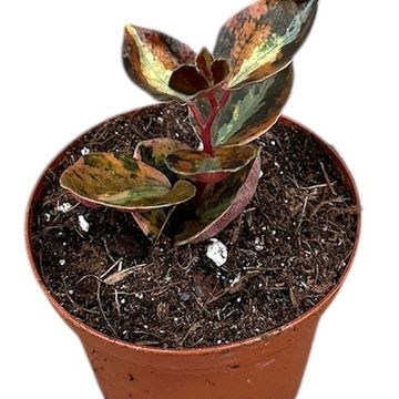 Peperomia 'Crème Brûlée'