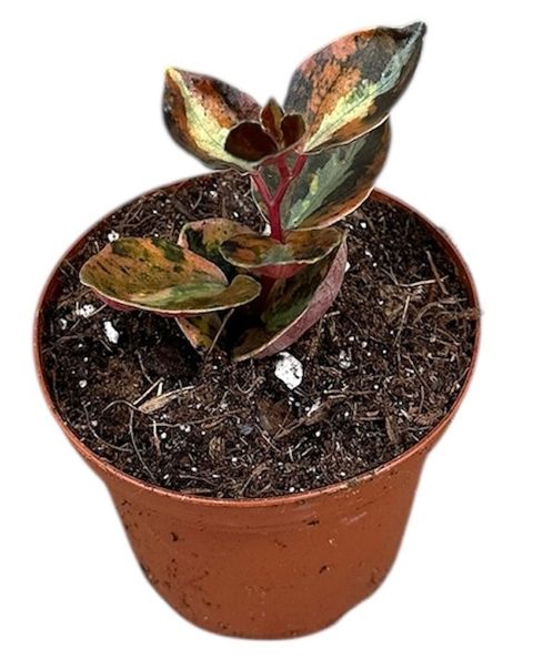 Peperomia 'Crème Brûlée'