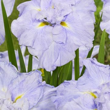 Iris ensata DINNER PLATE ICE CREAM