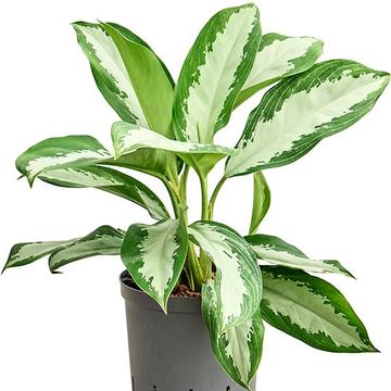 Aglaonema 'Diamond Bay'