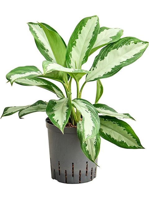 Aglaonema 'Diamond Bay'