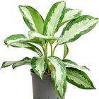 Aglaonema 'Diamond Bay'