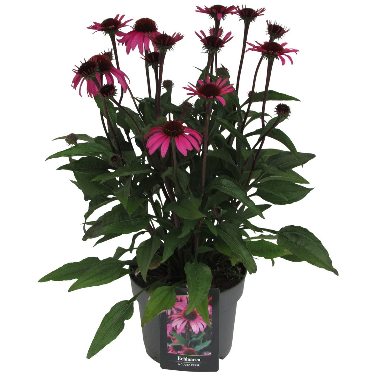 Echinacea MOOODZ AWAKE — Pflanzengroßhandel FlorAccess