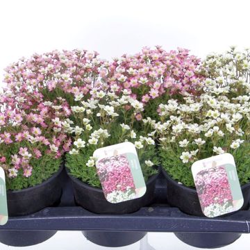 Saxifraga MIX