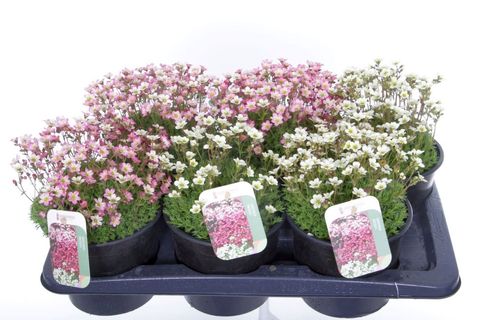Saxifraga MIX