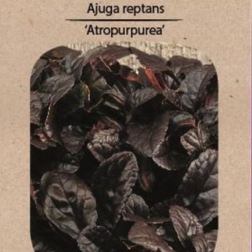 Ajuga reptans 'Atropurpurea'