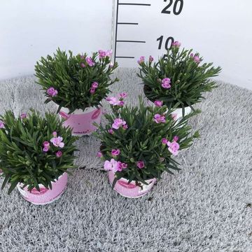 Dianthus PINK KISSES
