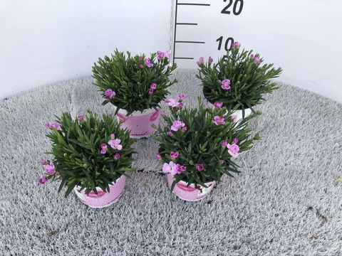Dianthus PINK KISSES