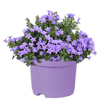 Campanula portenschlagiana KOSEA KAREN