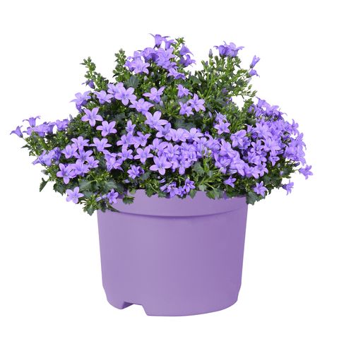 Campanula portenschlagiana KOSEA KAREN