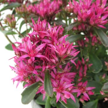 Sedum spurium SPOT ON DEEP ROSE