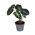 Alocasia 'Balloon Heart'