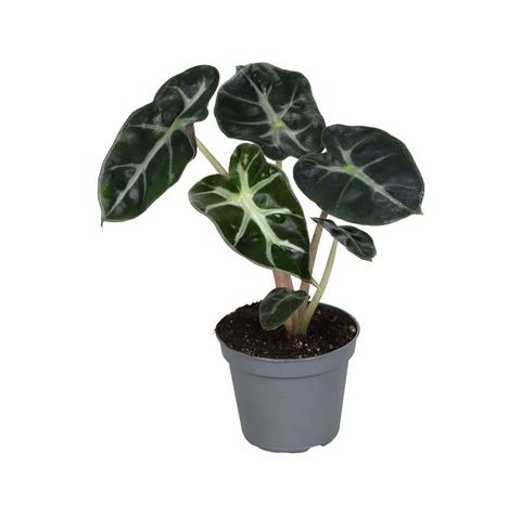 Alocasia 'Balloon Heart'