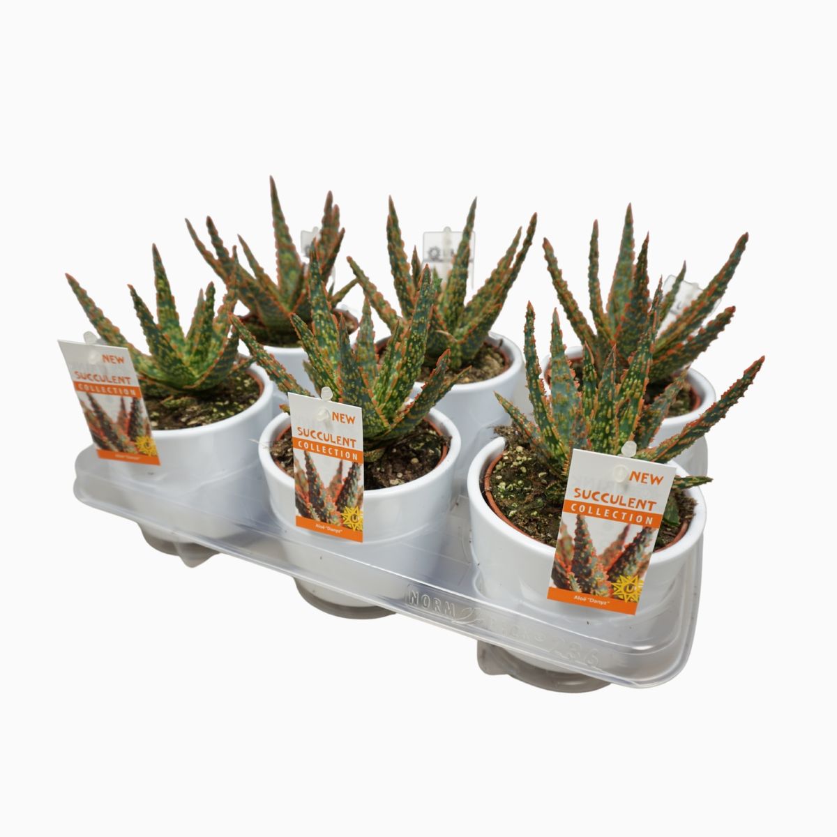 Aloe zebrina 'Dannyz'  Plant Wholesale FlorAccess