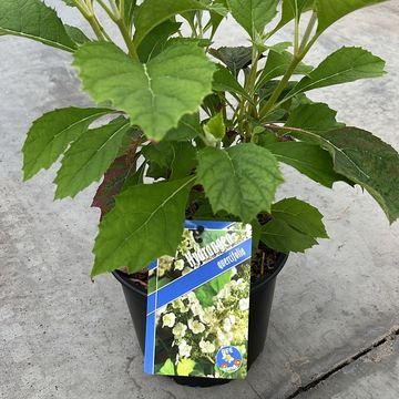 Hydrangea quercifolia