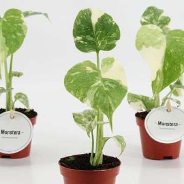 Monstera 'Thai Constellation'