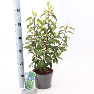 Prunus lusitanica 'Ангустифолия'