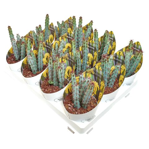Euphorbia louwii