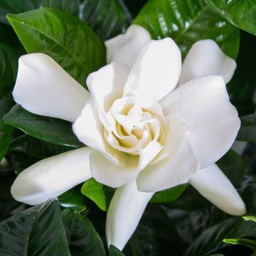 Gardenia jasminoides