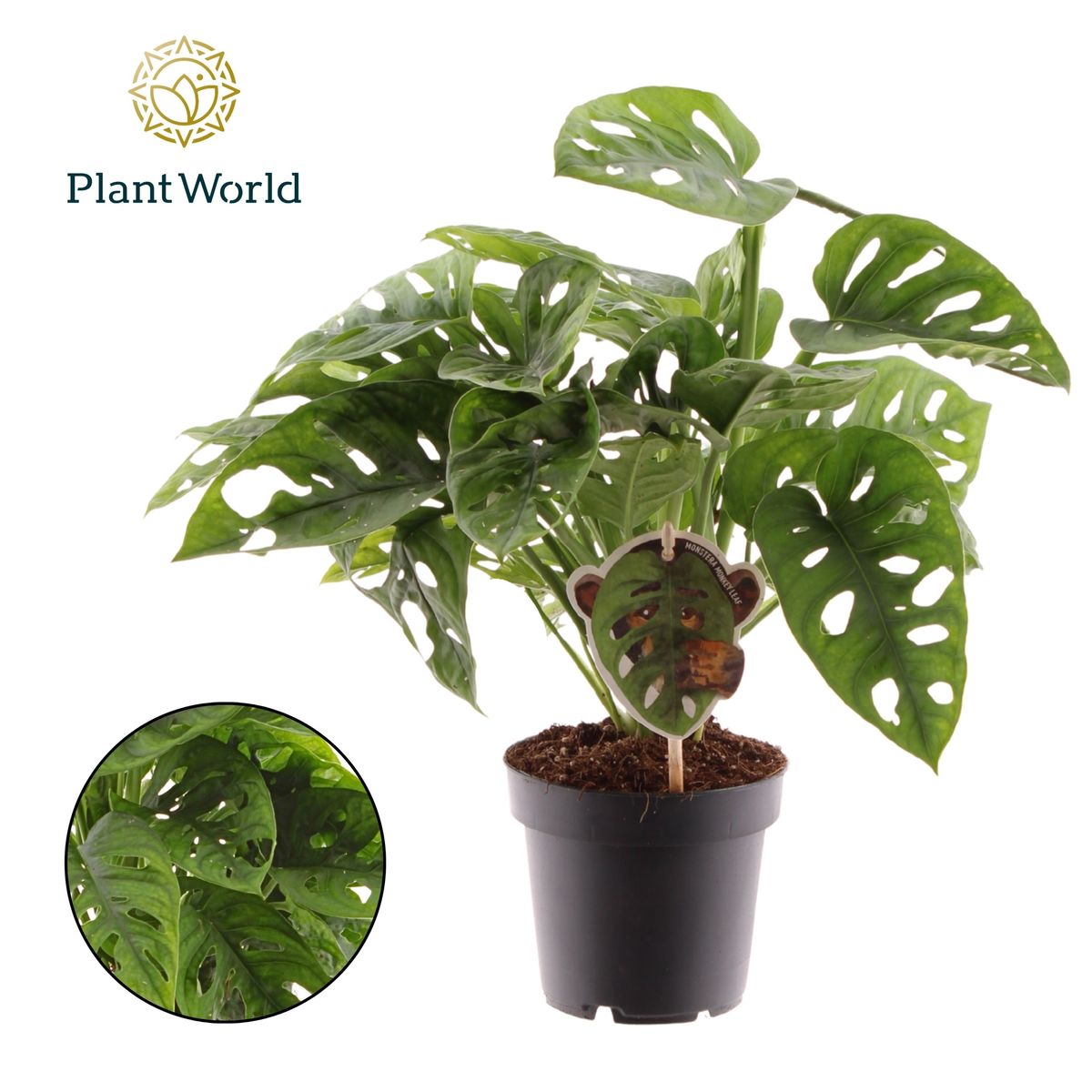 Monstera obliqua 'Monkey Leaf'  Plant Wholesale FlorAccess