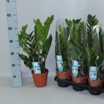 Zamioculcas zamiifolia