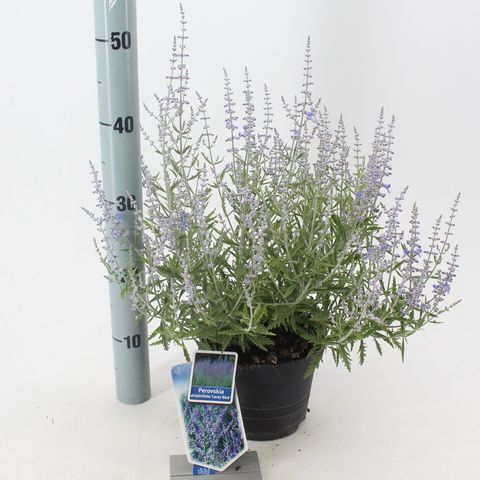 Perovskia atriplicifolia LACEY BLUE