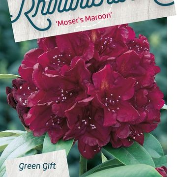 Rhododendron 'Moser's Maroon'