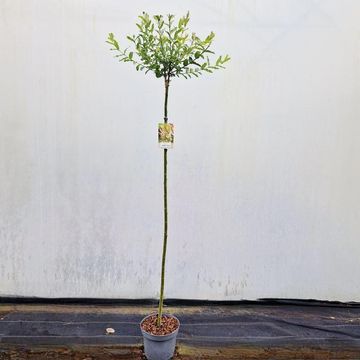 Salix integra 'Hakuro-nishiki'