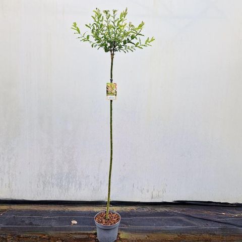 Salix integra 'Hakuro-nishiki'