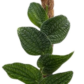 Rhaphidophora tenuis 'Silver'