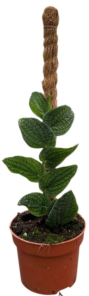 Rhaphidophora tenuis 'Silver'