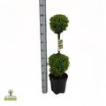 Buxus sempervirens