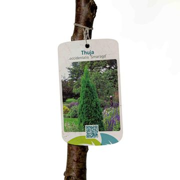 Thuja occidentalis 'Smaragd'