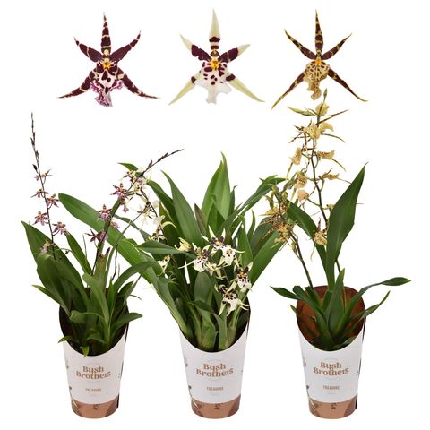 Oncidium TITANIUM TREASURE