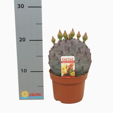 Opuntia azurea